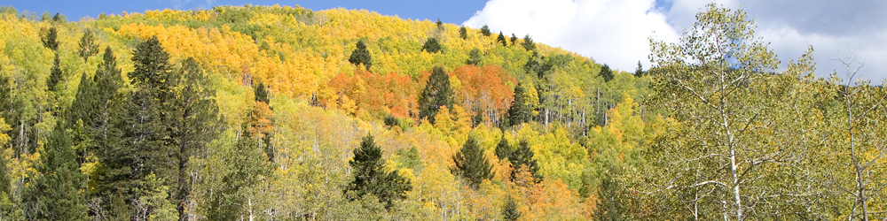 Photograph of aspen trees changing color on a hillside.